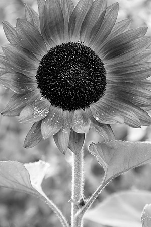 IMG_7880-31