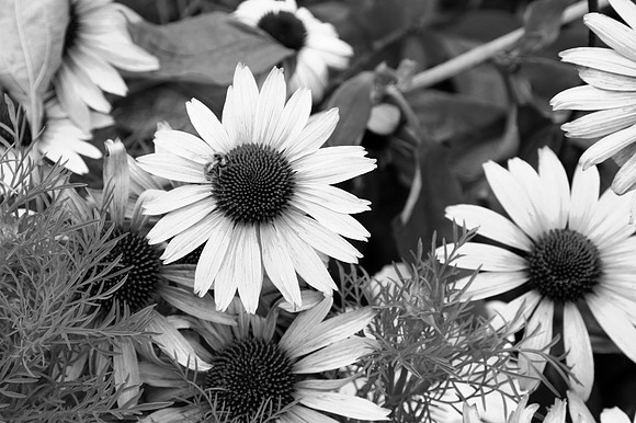 IMG_8191-100