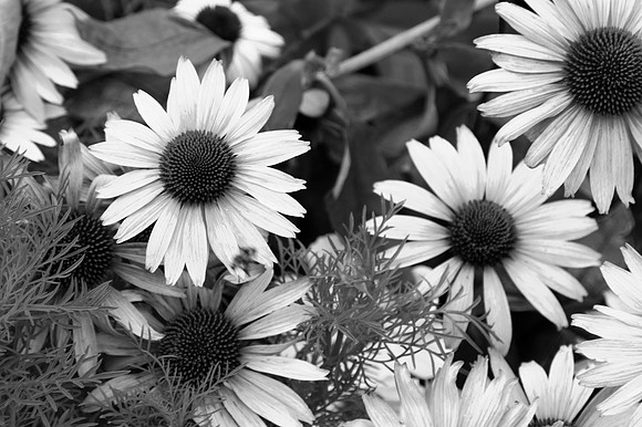 IMG_8192-101