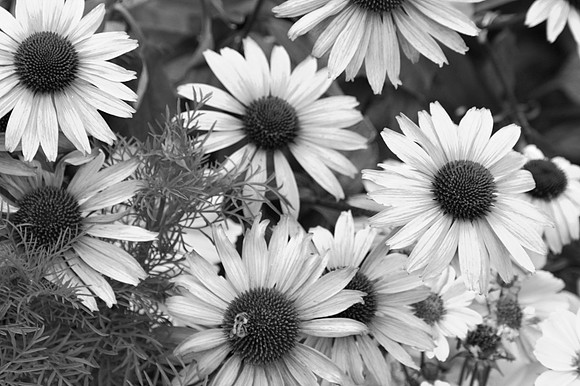 IMG_8193-102
