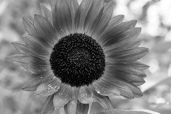 IMG_7879-30