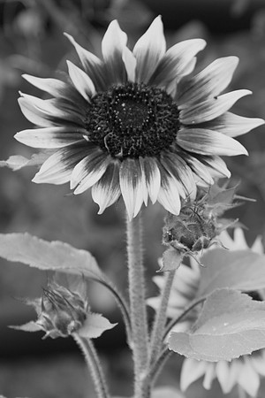 IMG_7881-32