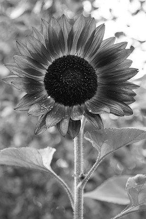 IMG_7891-34
