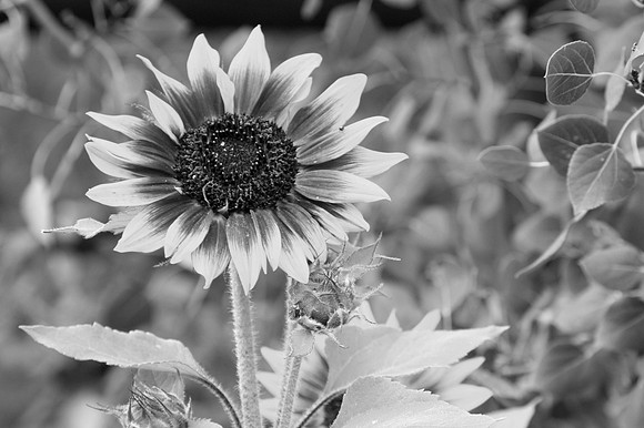 IMG_7878-29